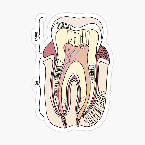 Tooth Anatomy, Anatomy Design, Dental Wallpaper, Teeth Anatomy, Doctor Stickers, Dental Office Design Interiors, Teeth Dentist, Dental Hygiene School, Dentistry Student