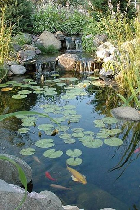 Garden Pond Waterfall, Koi Pond Design, Kolam Koi, Taman Air, Building A Pond, Garden Pond Design, Fountains Backyard, Pond Waterfall, Pond Water Features