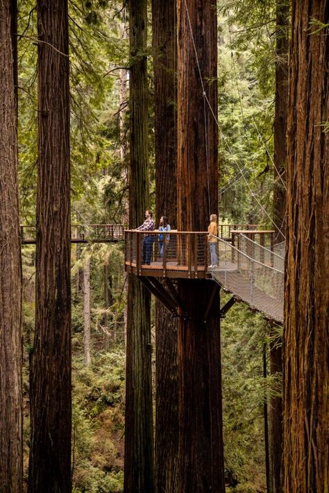 Eureka Sky Walk – Visit Humboldt Redwood Sky Walk, California Redwoods Vacation, Redwoods National Park, Northern California Travel, Humboldt County California, Eureka California, California Attractions, Coast Redwood, Sky Walk