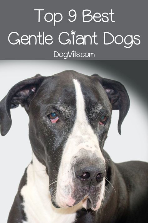 Top 9 Best Giant Dog Breeds - DogVills Calm Dog Breeds, Family Dogs Breeds, Types Of Dogs Breeds, Celebrity Dogs, Giant Dog Breeds, Dog Breeds List, Pet Blog, Giant Dogs, Popular Dog Breeds