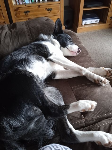 My male short haired blue merle border collie sleeping Border Collie Short Hair, Blue Merle Border Collie, Merle Border Collie, Blue Merle, Border Collies, Border Collie, Short Hair, Short Hair Styles, Hair