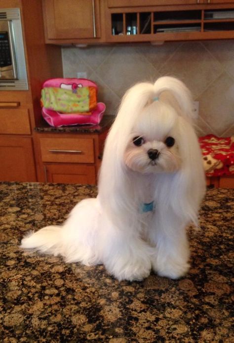 Maltese Grooming, Perro Shih Tzu, Teacup Maltese, Labrador Retriever Puppies, Maltese Puppy, Maltese Dogs, Teacup Puppies, Shih Tzu Dog, White Dog