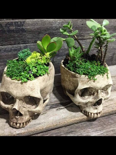 Skull planters Goth Garden, Gothic Garden, Pot Vase, Goth Home, Goth Home Decor, Goth Decor, Skull Decor, Skull Head, Gothic Decor