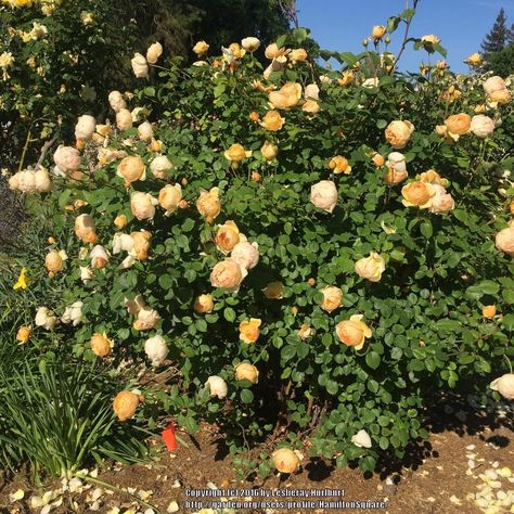 Photo of Rose (Rosa 'Jude the Obscure')→Full bush shot - Garden.org Zone 9b, Jude The Obscure, David Austin Roses, Indoor Gardens, Square Garden, Rose Bush, English Roses, Photo Location, Rose Garden