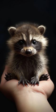 #wildanimal #wildlife_vision #wildlifeonearth #natgeowild #wildlife_captures #wildlife_aroundworld #wildgeography #wildlife_shots #wildplanet #wildlife_inspired Raccoon Art, Pet Raccoon, Baby Raccoon, Wild Animals Pictures, Cute Raccoon, Cute Wild Animals, Cute Animal Photos, Cute Animal Pictures, Sweet Animals