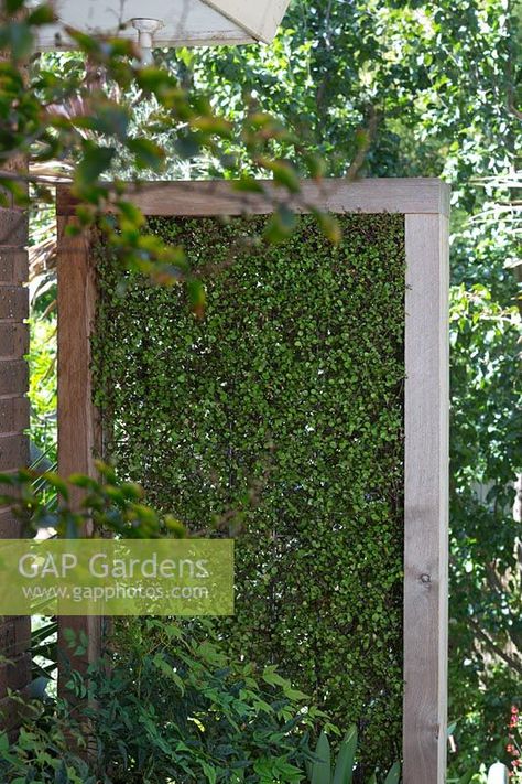 A freestanding timber green screen infilled with Muehlenbeckia complexa, wire vine. Vine Privacy Screen, Mid Century Yard, Muehlenbeckia Complexa, Wire Vine, Garden Dividers, Screen Plants, Patio Plants, Plant Photography, Garden Containers