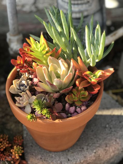 Succulent arrangement in terra cotta pot. #SucculentSerenity Succulent Arrangements Terracotta, Terracotta Succulent Pots, Succulents In Terra Cotta Pots, Mini Succulent Garden, Succulent Garden Landscape, Succulent Centerpiece, Small Clay Pot, Terra Cotta Pot, Succulent Centerpieces