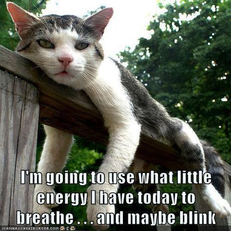 lazy cat Exhausted Humor, Cat Quotes Funny, Söt Katt, Cat Quotes, Funny Animal Memes, Animal Jokes, Funny Cute Cats, Funny Animal Pictures, Crazy Cat Lady