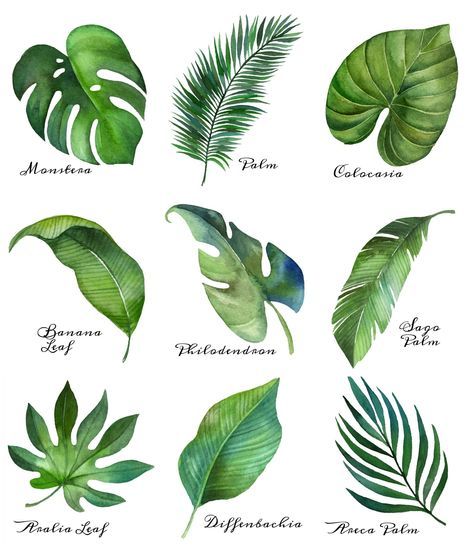 Mantén limpio el ambiente de tu casa y libérate de contaminantes con estas 10 plantas de interiores que purifican el aire de tu hogar. Leaf Printables, Modern Coastal Wall Art, Fresh Flower Market, Watercolor Printable Art, Summer Printables, Alpine Plants, Free Printable Art, Garden Types, Watercolor Printable