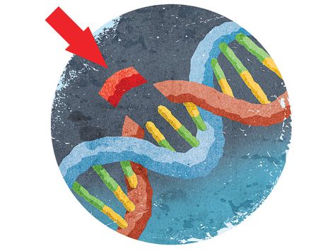 Big Idea: CRISPR Remakes The World | Popular Science - The gene-editing technique called CRISPR has the much-hyped potential to revolutionize medicine, deliver designer babies, and end global hunger. Developed from a mechanism found in bacteria, CRISPR allows scientists to cut-and-paste DNA with unprecedented precision. Dna Facts, Gene Editing, Human Embryo, Genetic Diseases, Red Blood Cells, Popular Science, Blood Cells, Stem Cells, Science And Technology