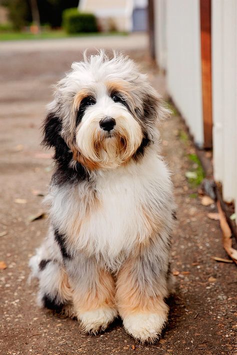 Mountain Doodle, Doodle Dog Breeds, Bernedoodle Puppy, Doodle Puppy, Doodle Dog, Cute Dogs And Puppies, Labradoodle, Goldendoodle, Beautiful Dogs