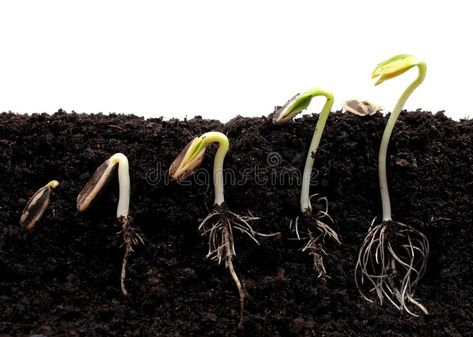 Sequence of sprouting sunflower beans. Sequence of sunflower sprouts germination , #spon, #sunflower, #sprouting, #Sequence, #germination, #sprouts #ad Sunflower Facts, Sunflower Seedlings, Fast Growing Flowers, Growing Sunflowers, Planting Sunflowers, Short Plants, Pole Beans, Bean Seeds, Seed Bank