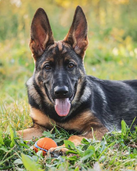 Fred is our new model for the week 🙌 @fred_german_shepherd Photo taken by Canon R8 @canonusa If you want to be our model and want a free photo/video, send us a message and post any of the videos we have on our social media page. #germanshepherd #dog #gsd #puppy #travel #GermanShepherd #GSD #GermanShepherdsOfInstagram #GSDOfInstagram #GermanShepherdPuppy #ShepherdsOfInstagram #GSDLove #GermanShepherdLife #GermanShepherdWorld #GermanShepherdLovers #ShepherdLife #ShepherdPuppy #ShepherdLove...