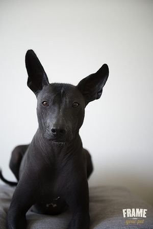 Mexican Hairless Xoloitzcuintli Dog, Xolo Dog, Hairless Dogs, Hairless Terrier, American Hairless Terrier, Mexican Hairless Dog, Hairless Dog, Chinese Crested, Rare Breed