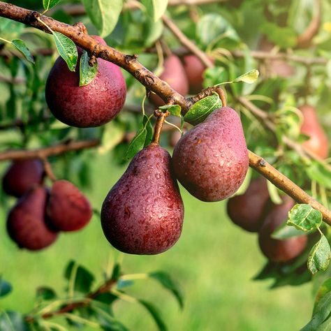 Red Bartlett Pear Trees for Sale | FastGrowingTrees.com Nevada Plants, Pear Varieties, Primrose Plant, Summer Flowering Bulbs, Northern Nevada, Apricot Tree, Bartlett Pears, Purple Fruit, Red Pear