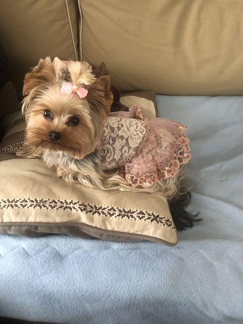 Morkie Haircut Hairstyles, Yorkie Outfits, Baby Yorkie, Teacup Yorkie Puppy, Dog Mommy, Yorkie Terrier, Really Cute Puppies, Yorkie Lovers, Teacup Yorkie