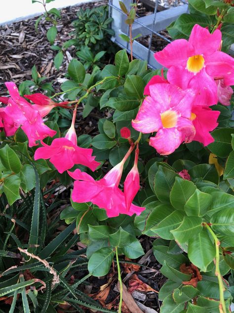 Mandevilla sanderi - Brazilian Jasmine  #Flowering #Perth #April Brazilian Jasmine, Egyptian Jasmine Flower, Jasmine Night Blooming, Jasmine Sambac Flower, Night Flowering Jasmine, Jasmine Flower, All About Plants, Plant Care, Container Gardening