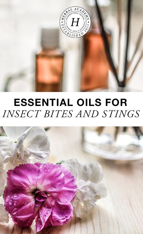 Discover how to use essential oils for the itch and burn of insect bites and stings - including idea for soothing and cooling remedies! Holistic Homemaking, Bug Bites Remedies, Ant Bites, Herbal Academy, Herbal Health, Survival Stuff, Spider Bites, Home Remedies For Acne, Art Essentials