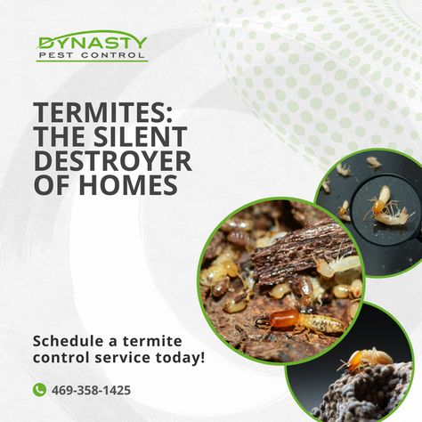 Termites can cause serious damage to your home's structure without you even knowing. Don't wait until it's too late.

At Dynasty Pest Control, we're a family-owned and locally operated company that has over 15 years of experience keeping properties in the Greater Dallas Metro area free of pests, including termites.

Schedule a termite control service today!
https://www.dynastypest.com/termites

#GreaterDallas #pestcontrolservices #termites Home Structure, Termite Control, Pest Control Services, Design Collection, Without You, Pest Control, Too Late, Dallas, Design