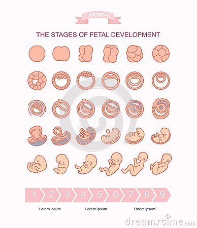 Stages Of Fetal Development, Embryo Development, Montessori Projects, Lets Make A Baby, Ivf Pregnancy, Birth Art, Pregnancy Problems, Wall Painting Techniques, Create This Book