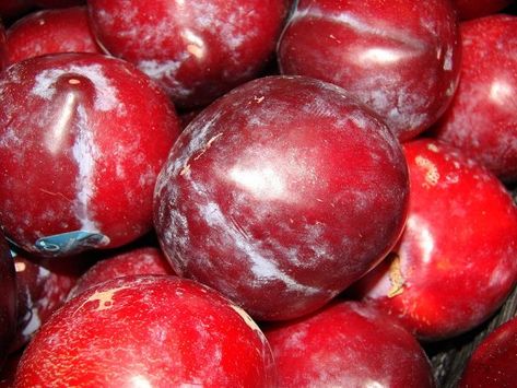 How To Tell If Plums Are Ripe | HubPages Plum Sauce Recipe, Black Plums, Sour Plum, Beach Plum, Plum Sauce, Red Plum, Juicy Fruit, Coconut Tree, Canning Recipes