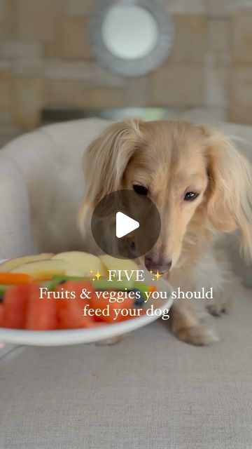 WATSON THE DACHSHUND 🐾 on Instagram: "Did you know these fruits and veggies can be healthy treats for your pup?  Watsie loves them all✨ that #asmr tho 🤭
 
Carrots 🥕: Low in calories and great for dental health, they help clean your dog’s teeth and support vision. 
 
Watermelon 🍉: Hydrating and rich in vitamins A, B6, and C, it’s a perfect summer treat (just skip the seeds!). 
 
Apple 🍎: A crunchy snack loaded with fiber and vitamins A and C. Remember to remove the seeds and core.
 
Celery 🥬: Great for freshening breath, this low-calorie treat is packed with vitamins A, C, and K. 
 
Blueberries 🫐: Antioxidant-rich and full of fiber, these little berries help support brain health and boost the immune system. 
 
Which one is your dog's favorite?
 
 
 
 
 
 
 
#snacktime #asmr #doghealt Crunchy Snack, The Immune System, Be Healthy, Summer Treats, Brain Health, Snack Time, Healthy Treats, Dental Health, Fruits And Veggies