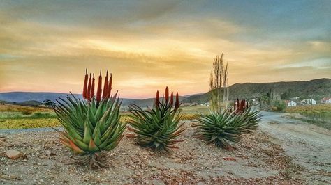 South Africa Photography, Africa Vintage, Splash Backs, Windmill Water, Africa Photography, Painting Flowers, Landscape Pictures, Beautiful Picture, Fabric Print