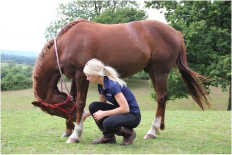 Our chartered physiotherapist explains the importance of dynamic mobilisation exercises, which are also known as carrot stretches Equine Physiotherapy, Equine Vet, Equine Veterinary, Horse Knowledge, Equestrian Chic, Future Job, Horse Things, Core Stability, Future Jobs