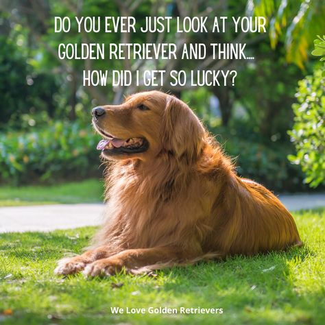 Dog Van, Puppy Pals, Special Animals, Golden Quotes, Dog Quotes Love, Dog Information, Horse Quotes, Golden Dog, Animal Totems