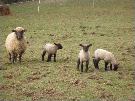 Shropshire Sheep for our farm Shropshire Sheep, Sheep And Lamb, Favorite Animals, Birdy, Sheep, Animals