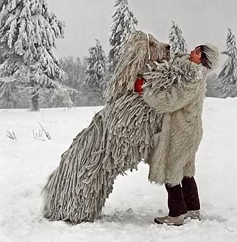 Owning a Canis familiaris pastoralis villosus hungaricus – or Komondor – is a serious responsibility. Exuberant youngsters grow slowly into adults – very big adults – who by nature are protective, territorial and “hard.” Some like to exert their will, but paradoxically, the breed can be sensitive and resentful of harsh discipline. This can be challenging to inexperienced owners (not advised), while experienced Kom people know there are some ��“hills over which one does not do battle,” especiall... Dog With Dreads, Mop Dog, Hungarian Dog, Natural Dreads, Big Dog Breeds, Dogs Breeds, Giant Dogs, About Dogs, Large Dog Breeds