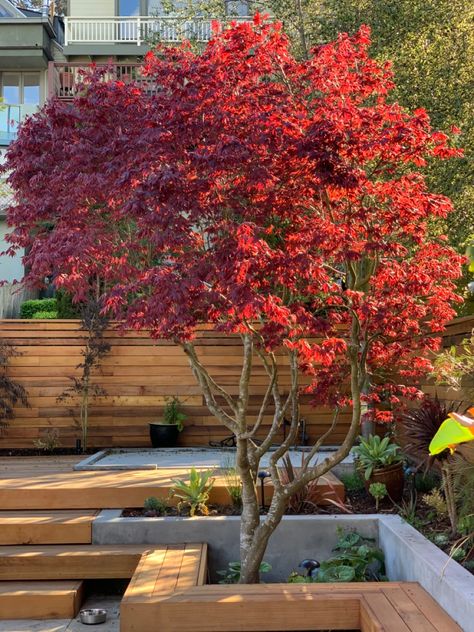 Japanese Maple In Front Of House, Japanese Maple Backyard, Red Trees Landscaping, Japanese Courtyard Garden Small Spaces, Japanese Maple Garden Ideas, Japanese Maple Tree Landscape Front Yard, Japanese Maple Tree Landscape Front Yards Flower Beds, Japanese Maple Landscaping, Japanese Patio Ideas