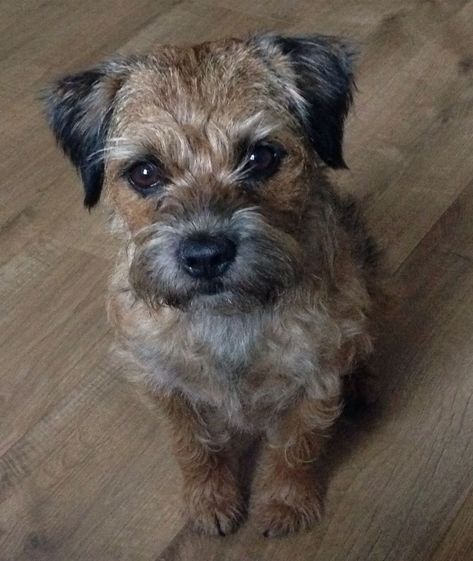 Dog Zodiac, Border Terrier Puppy, Border Terriers, Border Terrier, Wolf Dog, Cute Animal Photos, Animal Photo, Happy Dogs, Beautiful Dogs