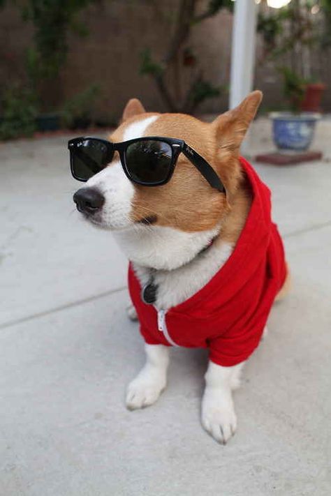 They’re also just cool. I know that’s shallow, but hey, it’s a fact. Corgi Stuff, Cute Corgi Puppy, Dog Breeds List, Corgi Pictures, Puppy Kisses, Corgi Puppy, Cute Corgi, Pembroke Welsh Corgi, Corgi Dog