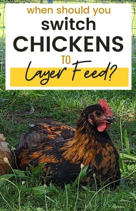 Chicken Layer Feed, Layer Feed, Backyard Chicken Coop Plans, Chicken Life, Chicken Coop Plans, Backyard Chicken Coops, Chicken Feed, The Switch, Chickens Backyard