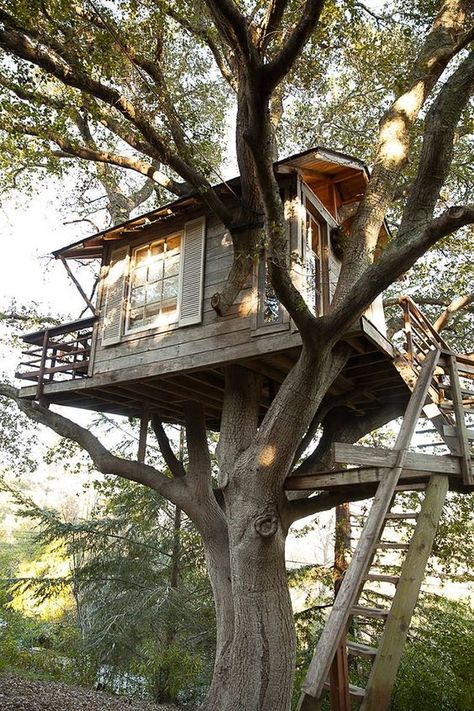 Beautiful Tree Houses, Treehouse Masters, Building A Treehouse, Tree House Plans, Tree House Kids, Cool Tree Houses, Sussex England, Tree House Designs, Large Tree