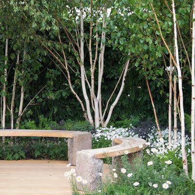 Himalayan Silver Birch, underplanted with white to light up a shady corner Multi Stem Silver Birch Tree, Multi Stem Silver Birch, Multi Stemmed Silver Birch, Silver Birch Small Garden, Multi Stemmed Small Trees, Curved Decking, Birch Trees Garden, Betula Pendula, Garden Tags