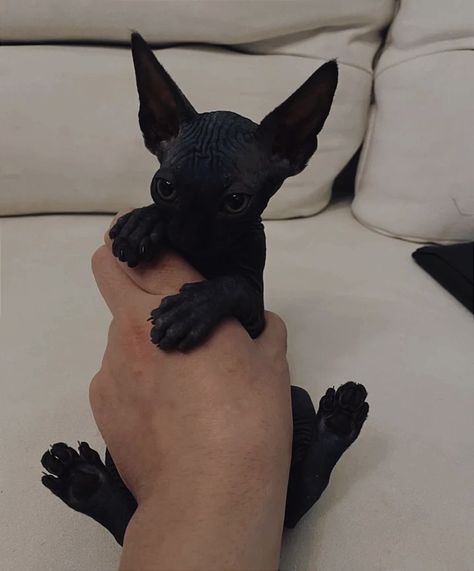 Black Sphynx Kittens, Black Sphinx Cat, Sphynx Cat Aesthetic, Silly Cat Wallpaper, Black Sphynx Cat, Wallpaper Silly, Pfp Silly, Cute Hairless Cat, Chat Sphynx