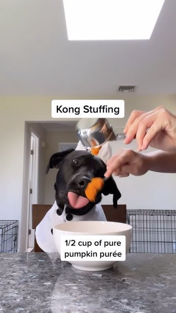 Kong Stuffing Recipes Pumpkin, Kong Stuffing Recipes, Kong Stuffing, Dog Goals, Chicken Pumpkin, Dog Treat Toys, Chicken Bone Broth, Frozen Dog Treats, Diy Dog Toys