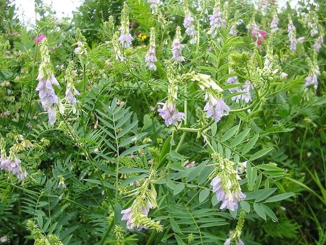 Goat’s Rue Plant, Metformin, and Medication Action in the Body. Goat's rue contains a chemical called galegine. Studying galegine enabled scientists to create a medication called metformin, which has multiple methods of action. Rue Plant, Goats Rue, French Lilac, Plant Names, Invasive Species, Scientific Name, Always Learning, All About Plants, Interesting Articles