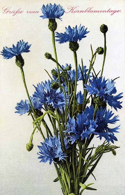 National Flower Of Germany, Germany National Flower, German Cornflower Tattoo, Cornflower Drawing Tattoo, Heritage Tattoo, Corn Flower Blue Aesthetic, German Flower, Corn Flower, Art Goals