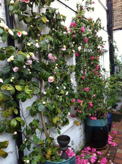 Pretty sure this won't grow here in the Northeast, but beautiful - camellia espalier Camelia Tree, Wall Climbing Plants, Camellia Plant, Garden Vines, Cottage Garden Plants, Climbing Plants, Front Garden, Dream Garden, Garden Planning