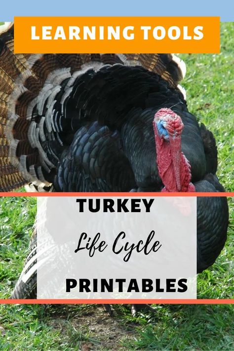 Turkey Life Cycle Activity for Kids. Free Printable activity and worksheet and also turkey facts. #printables #homeschool #learning #lifecycles #turkey #free Parts Of A Turkey Free Printable, Parts Of A Turkey Preschool, Turkey Printable Free, Turkey Facts, Turkey Tracks, Quirky Birds, Life Cycles Activities, Thanksgiving Clipart, Cute Turkey