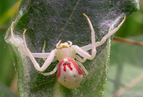 Misumena vatia -Flower Crab Spider Flower Spidersona, Flower Crab Spider, Flower Spider, Flower Crab, Crab Spider, Spider Species, Cool Bugs, Beautiful Bugs, Extinct Animals