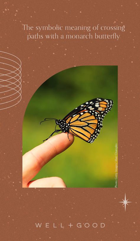 monarch butterfly meaning Monarch Butterfly Quotes, October Meaning, Monarch Meaning, Monarch Butterfly Symbolism Meaning, Orange Butterfly Meaning, Monarch Butterfly Meaning, Meaning Of Monarch Butterfly, Brown Butterfly Meaning Spiritual, Spiritual Meaning Of Monarch Butterfly