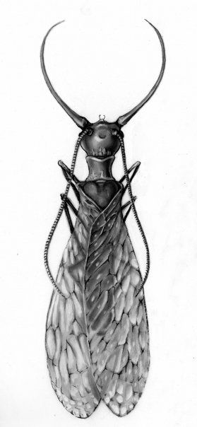 Dobsonfly: illustration by Hannah C Taddeo Dobson Fly, Ink Ideas, Future Tattoos, Black Tattoos, Wood Burning, Beautiful Creatures, Tatting, Insects, Tattoo Ideas