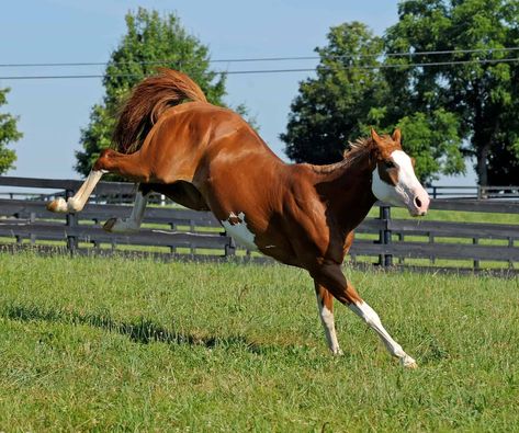 Horse Behavior, Horse Coat Colors, Bucking Horse, Horse Anatomy, Paint Horse, Horse Feed, Types Of Horses, Horse World, Horse Drawings