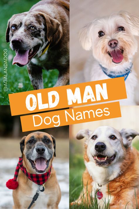 Photos of old senior dogs.  Text reads old man dog names. Old Man Names For Dogs, Funny Dog Names Boy, Masculine Dog Names, Funny Names For Dogs, Clever Dog Names, Creative Dog Names, Man Names, Boy Puppy Names, Country Dog Names