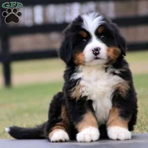 Burmese Mountain Dog Puppy, Mini Bernese Mountain Dog, Burmese Mountain Dogs, Bernese Dog, Bernese Mountain Dog Puppy, Greenfield Puppies, Bernedoodle Puppy, St Bernard Dogs, Dog Puppies