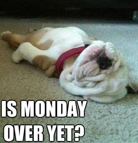 Is Monday over yet funny quotes puppy monday days of the week humor monday quotes Monday Humor Quotes, Monday Humor, Rest Day, Funny Animal Pictures, Bye Bye, English Bulldog, 귀여운 동물, I Love Dogs, Puppy Love